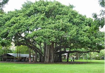 banayan tree